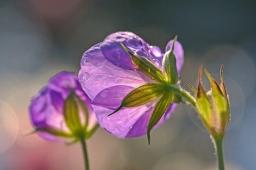 Dora占星2025年7月雙魚(yú)座運(yùn)勢(shì)